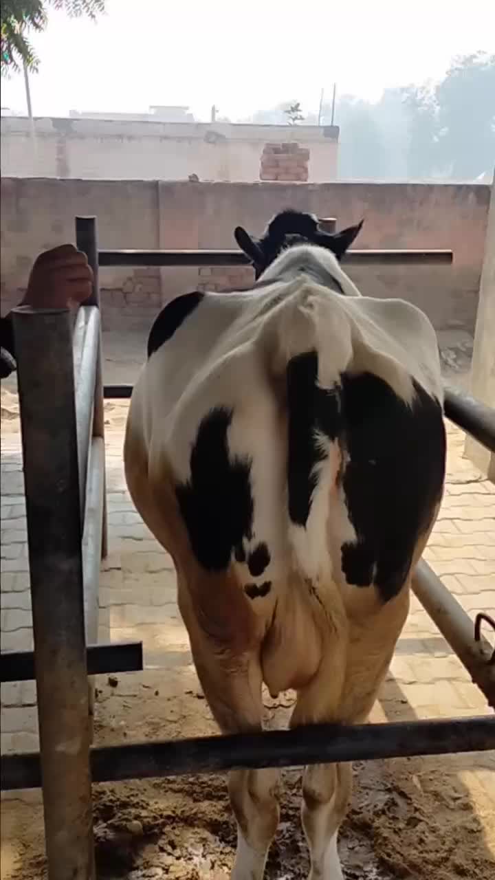 @mahbubdpn