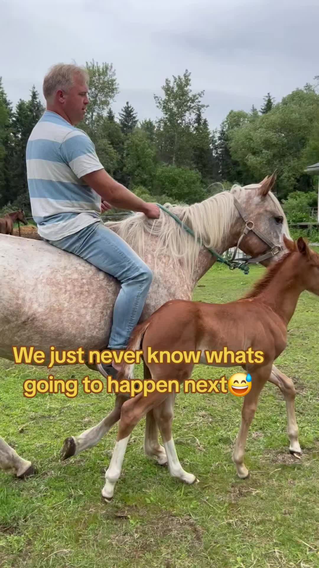@Horse Heroes Alberta
