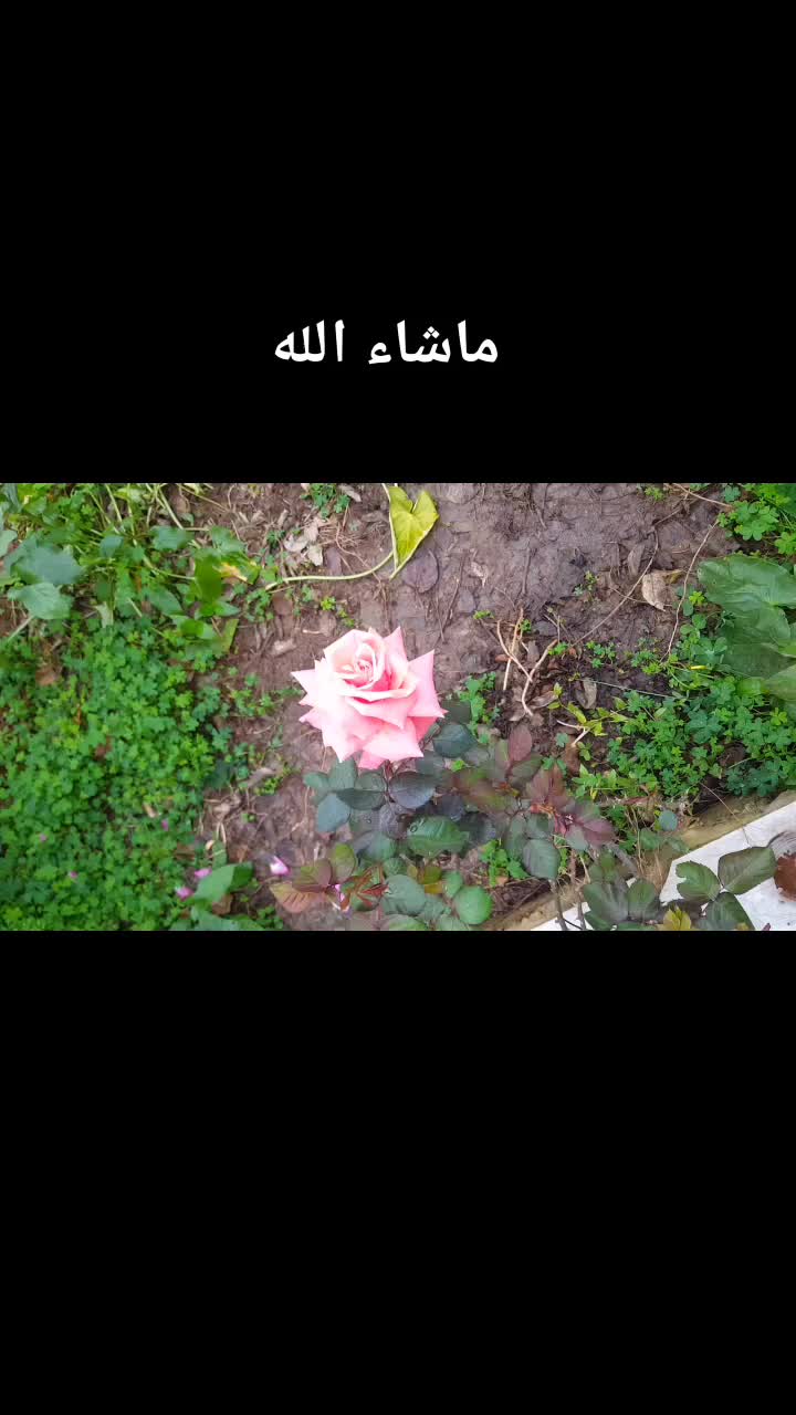 @go&eacute;land.dz