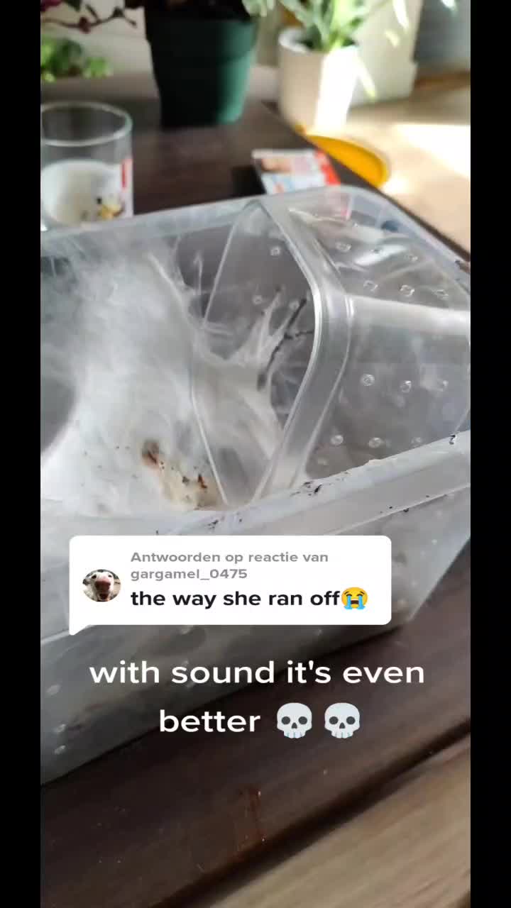 @Agkistrodonman