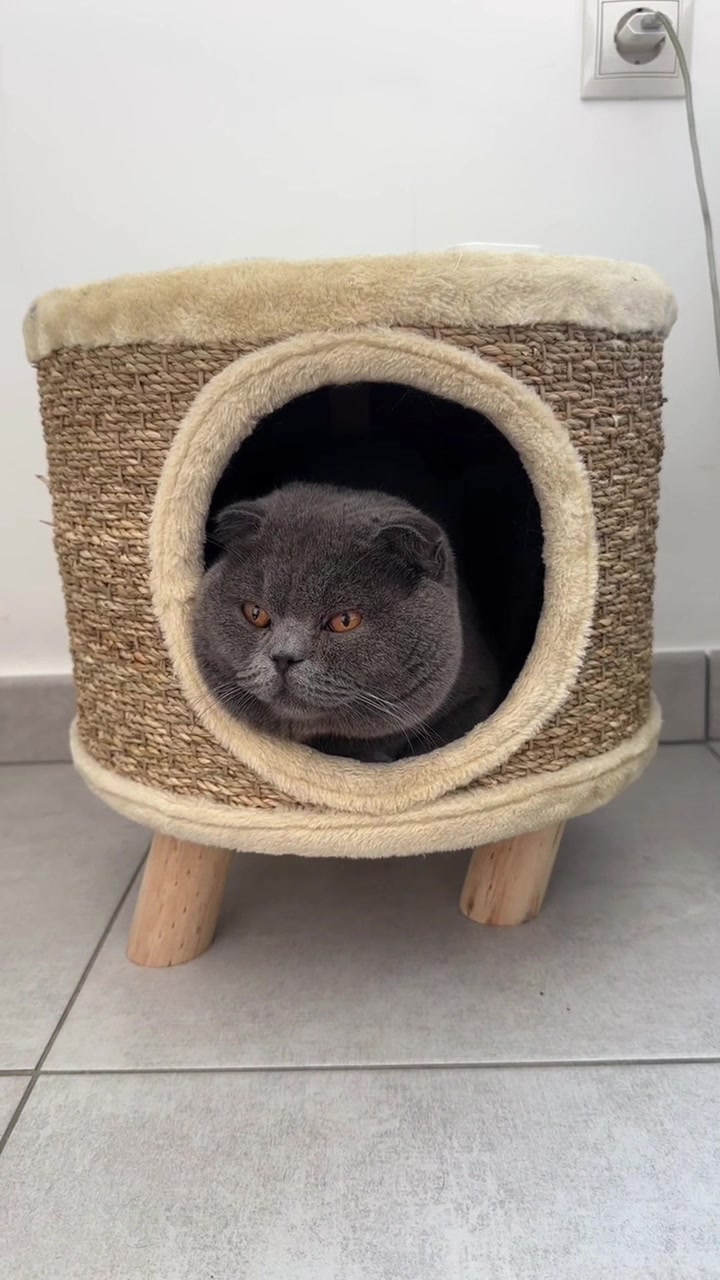 @BOBI🐈⬛