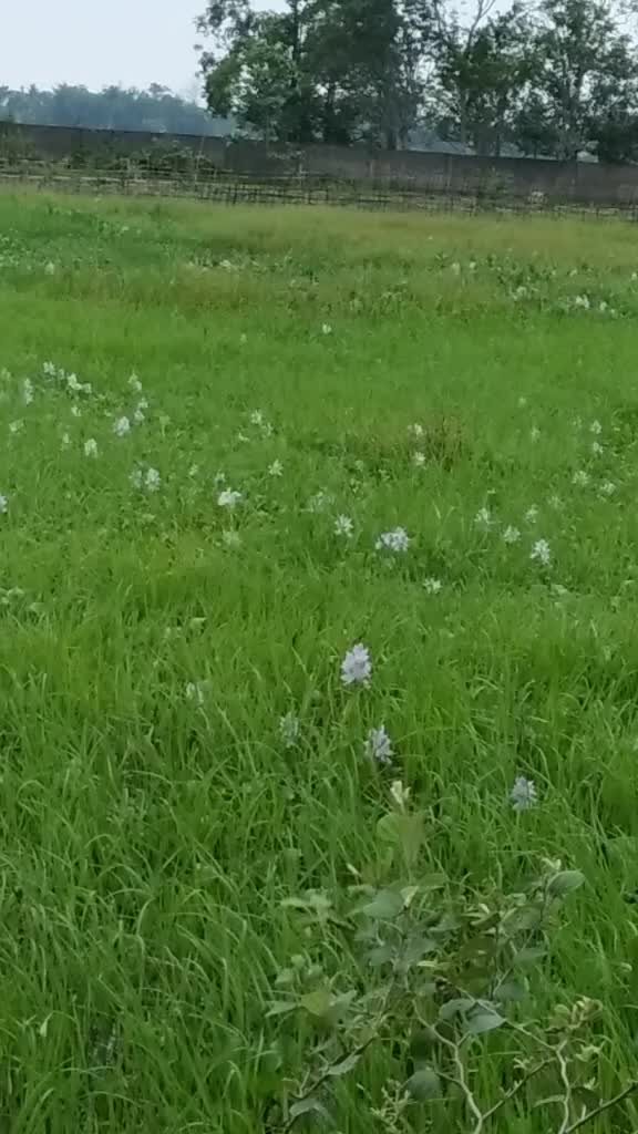 @Murchana Borgohain