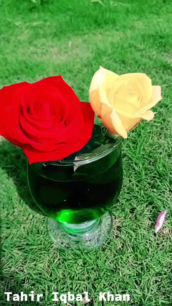 @💞Only_Flowers💞