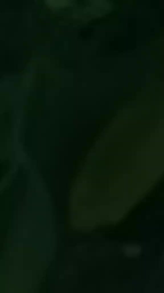 @adeelnzeer 89