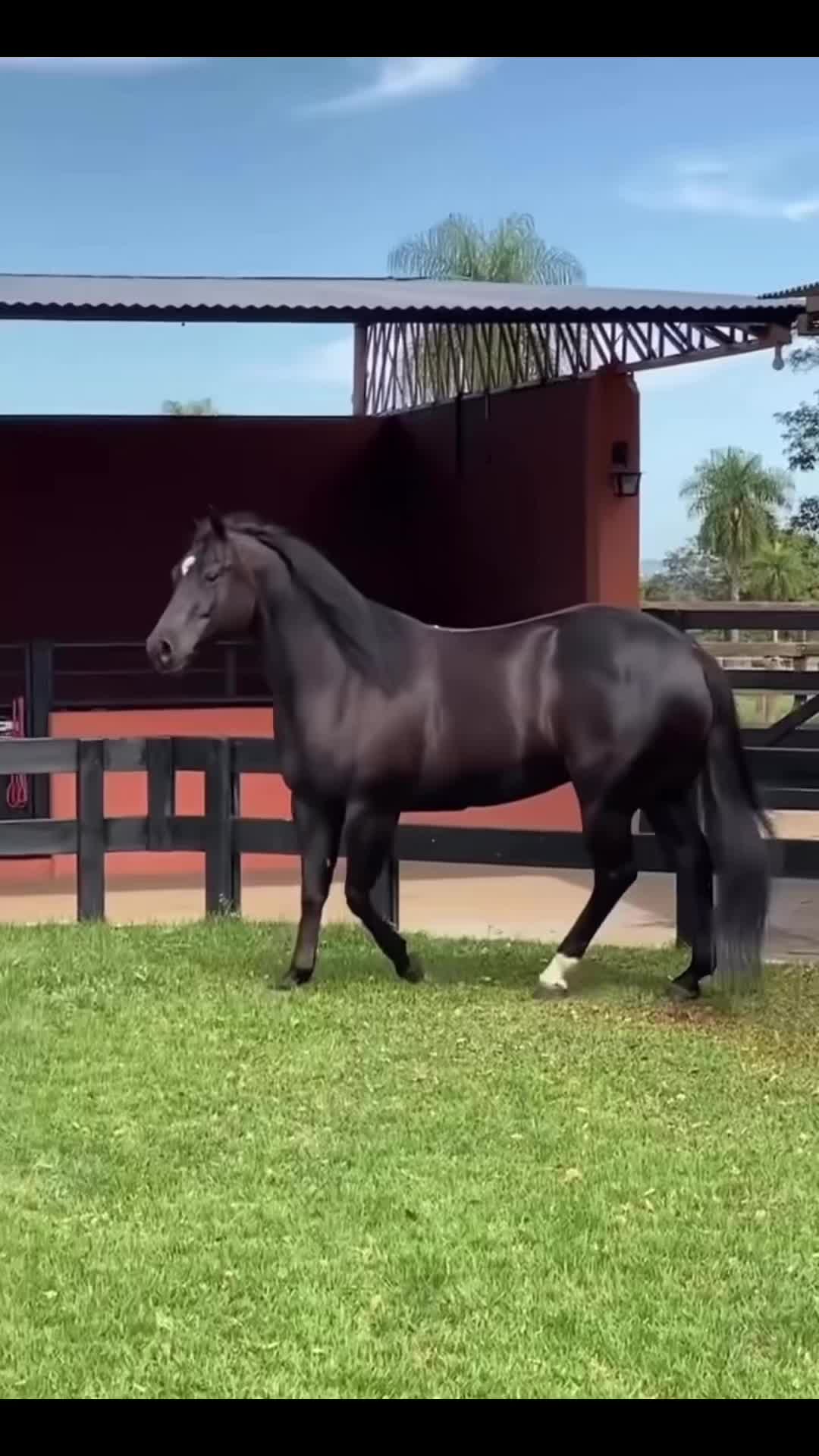 @PRIME HORSE