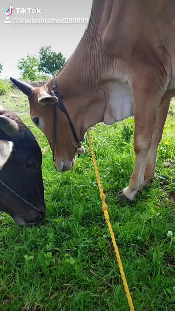 @राठोडाच्याशैलु