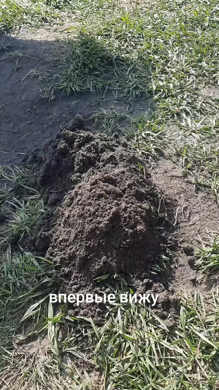 @yuricsolikcarp