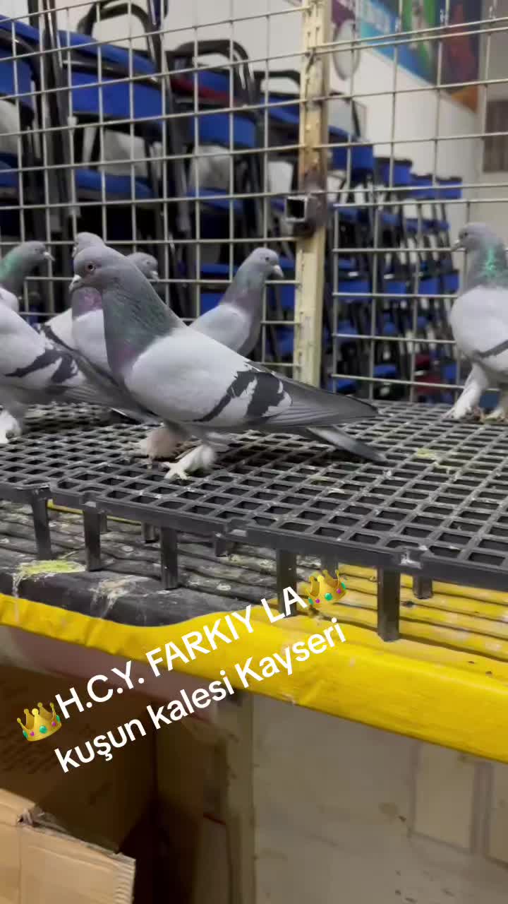 @Kayseri_Güvercin_diyarı🕊️