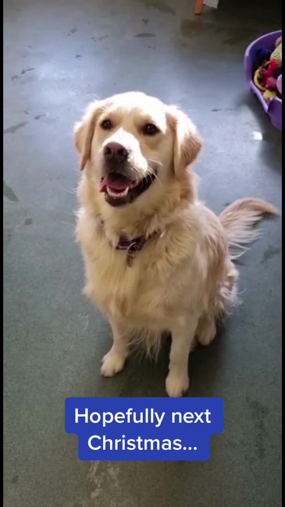 @LeicesterAnimalAid
