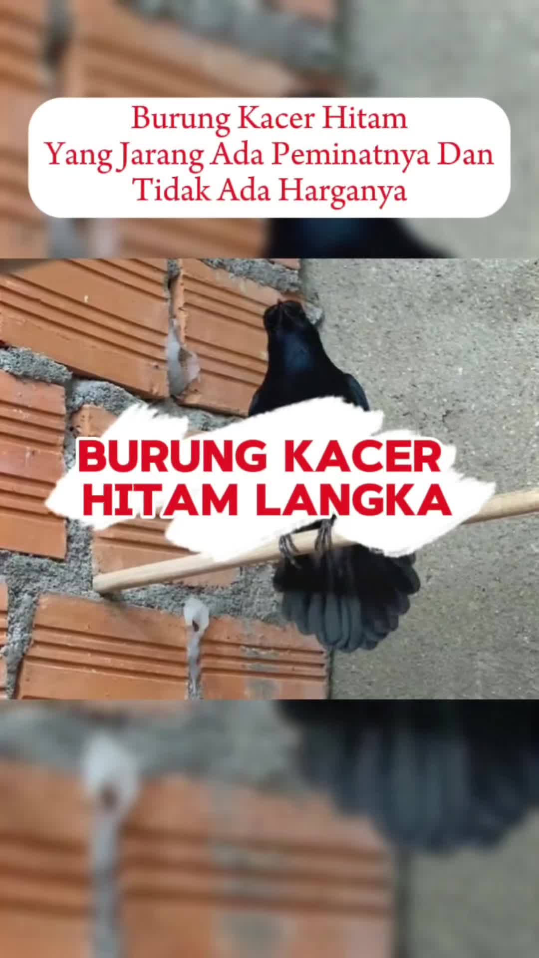 @fbkicaumania