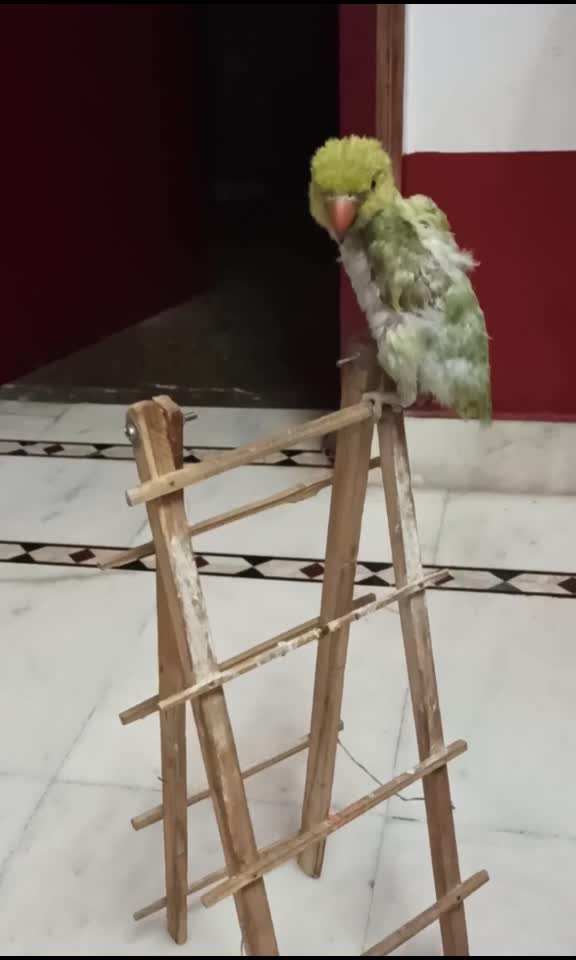 @Muskan Rajpoot