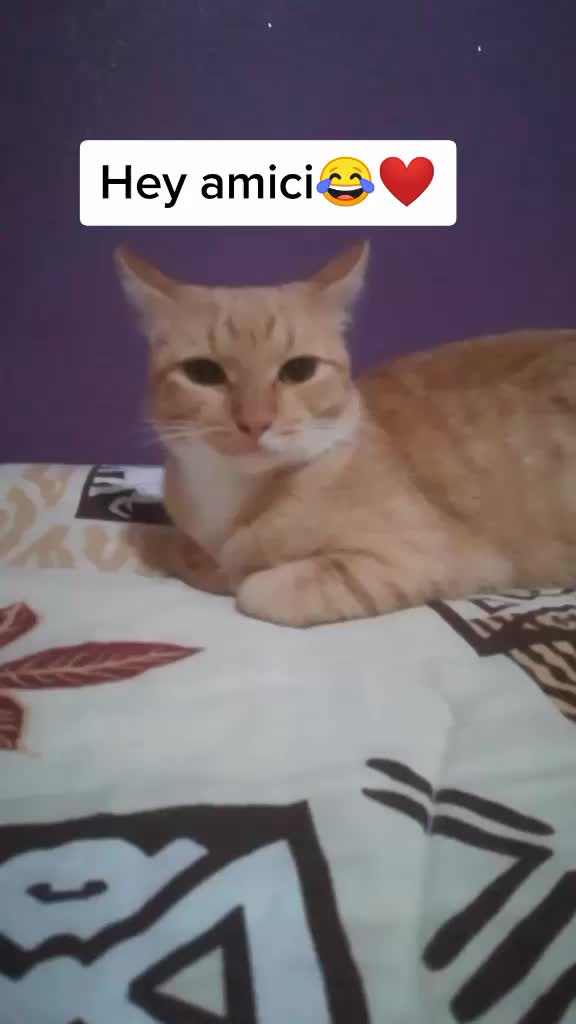 @Miele🐱🐈