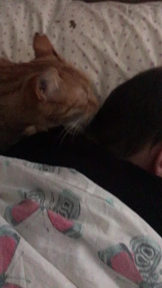 @Kedidir kedi&hearts;️