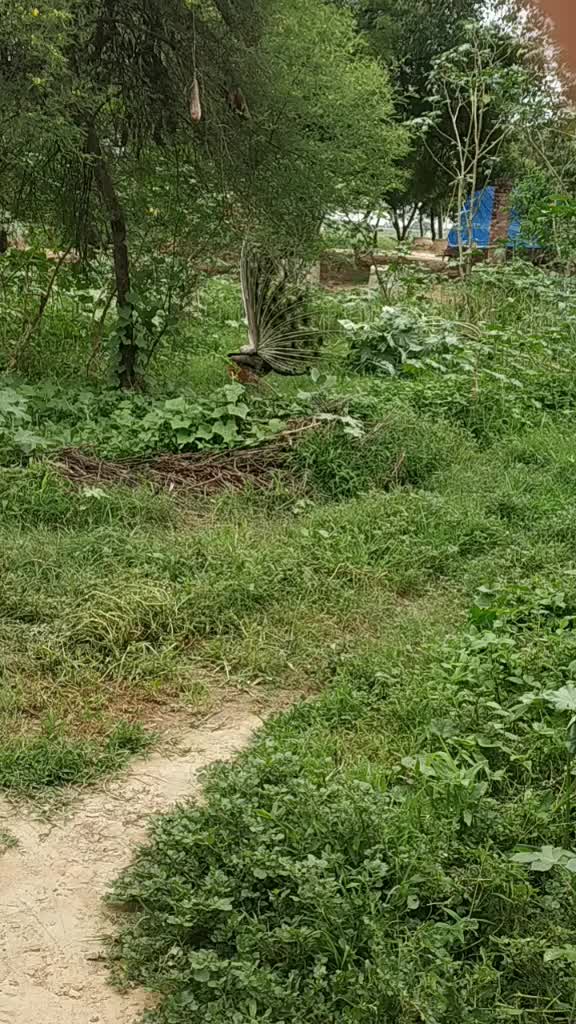 @yogeshkumar2000