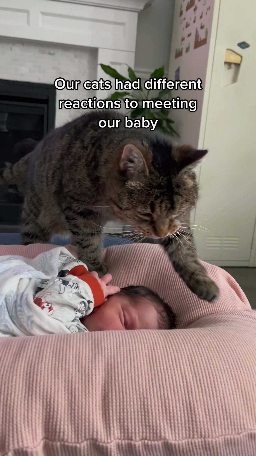@Krista & Cats: BamBam & Bonnie
