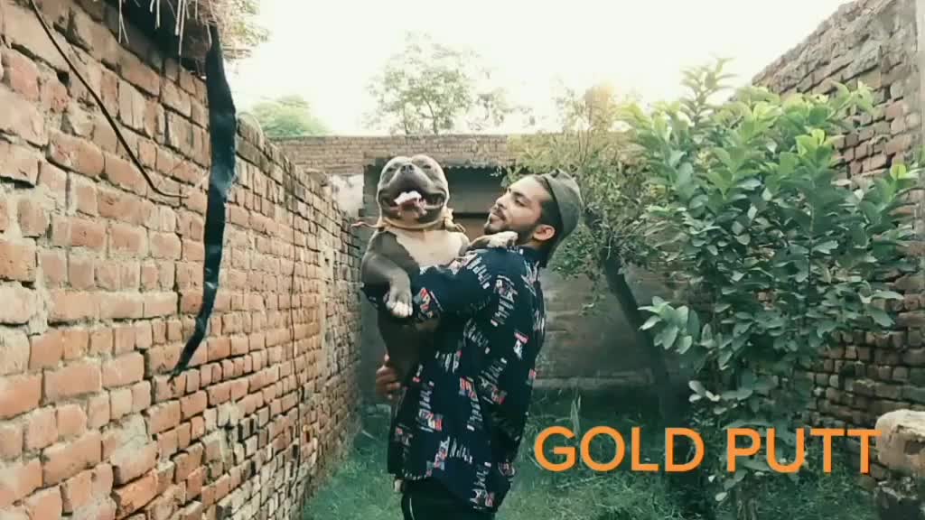 @taransidhu922