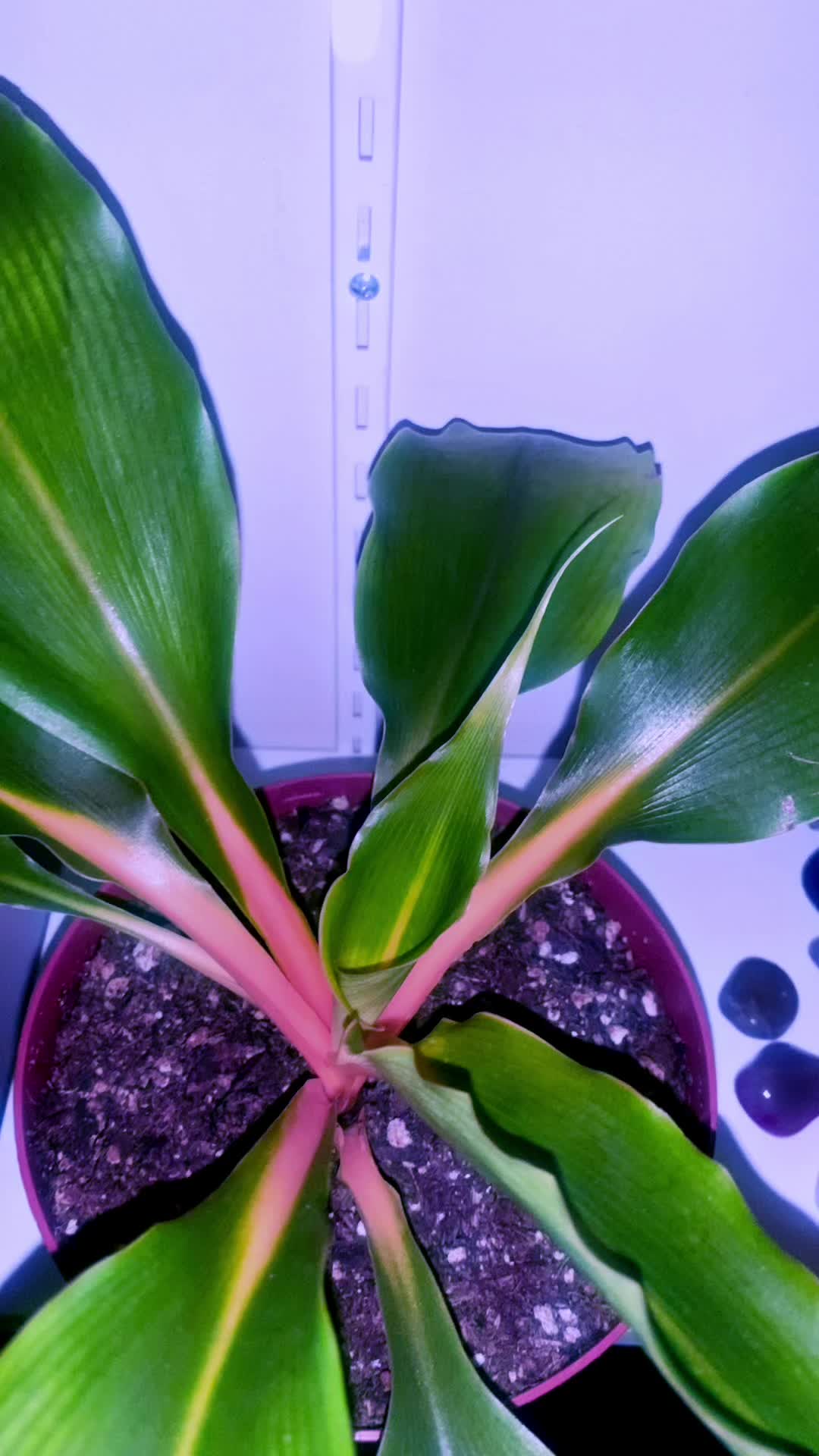 @Plantaesisage