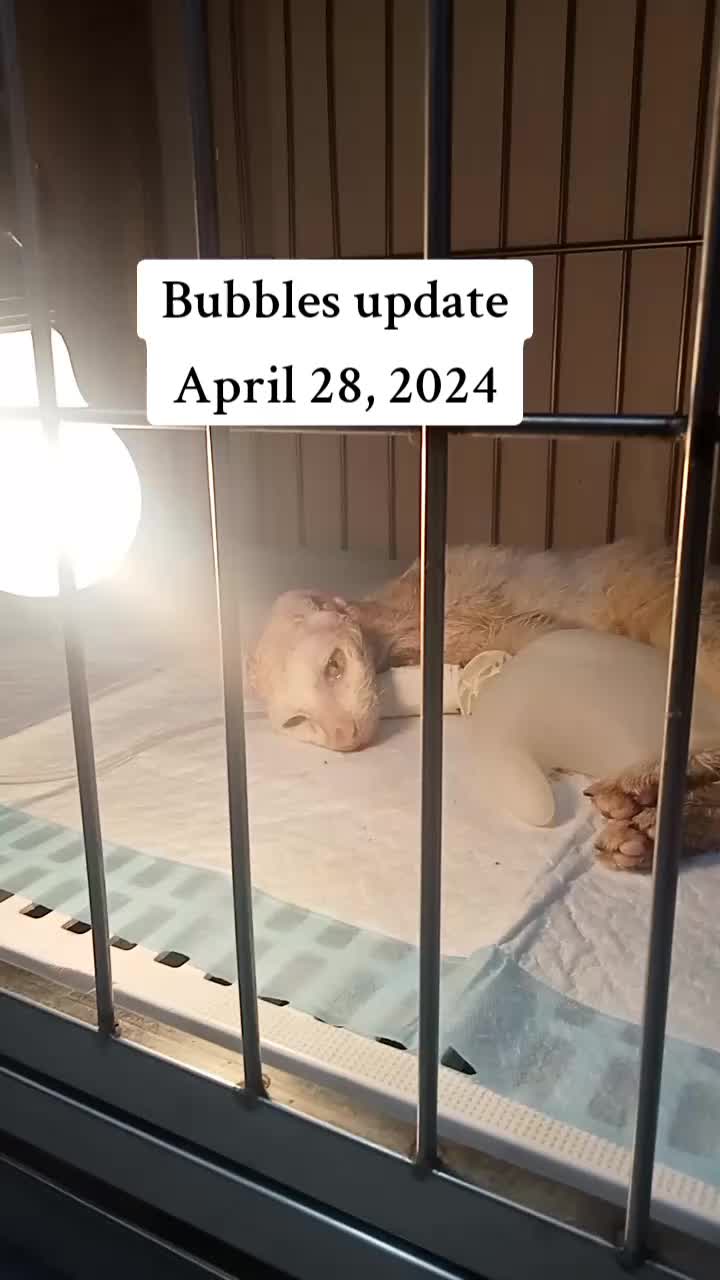 @mylharescues