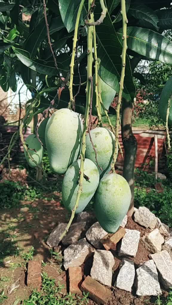 @Shahnawaz Alam