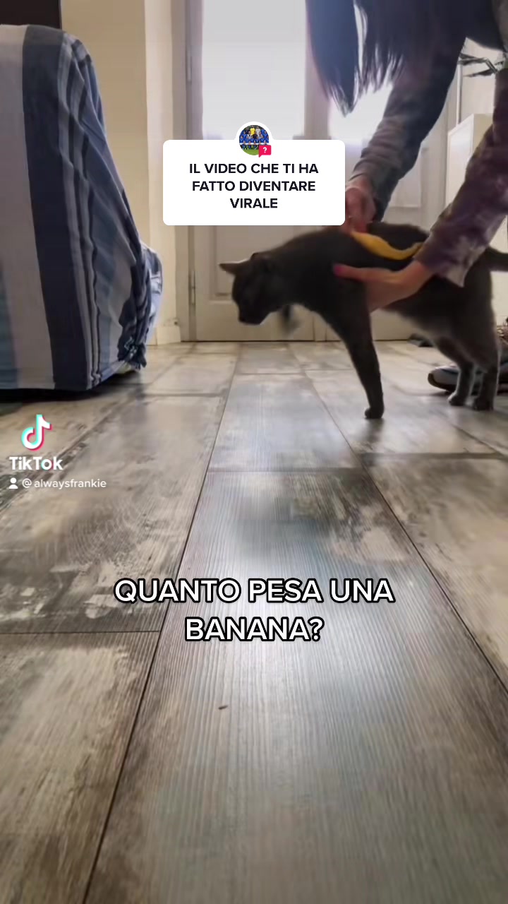 @DynamicFrankie