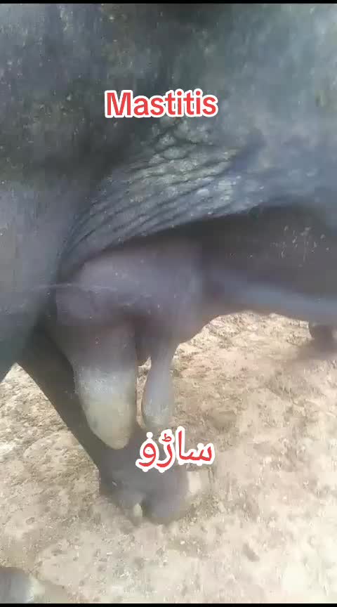 @Dr Abdullah