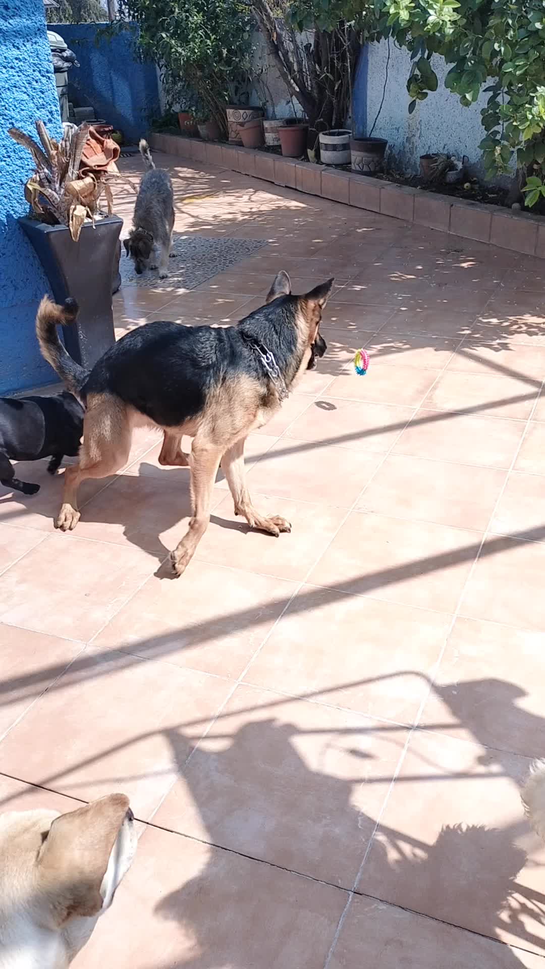 @Canbnb 🐶❤️