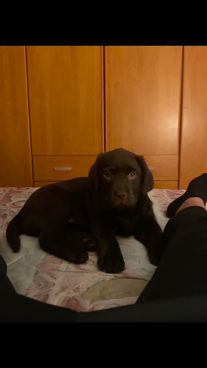 @joy_thechocolatelab