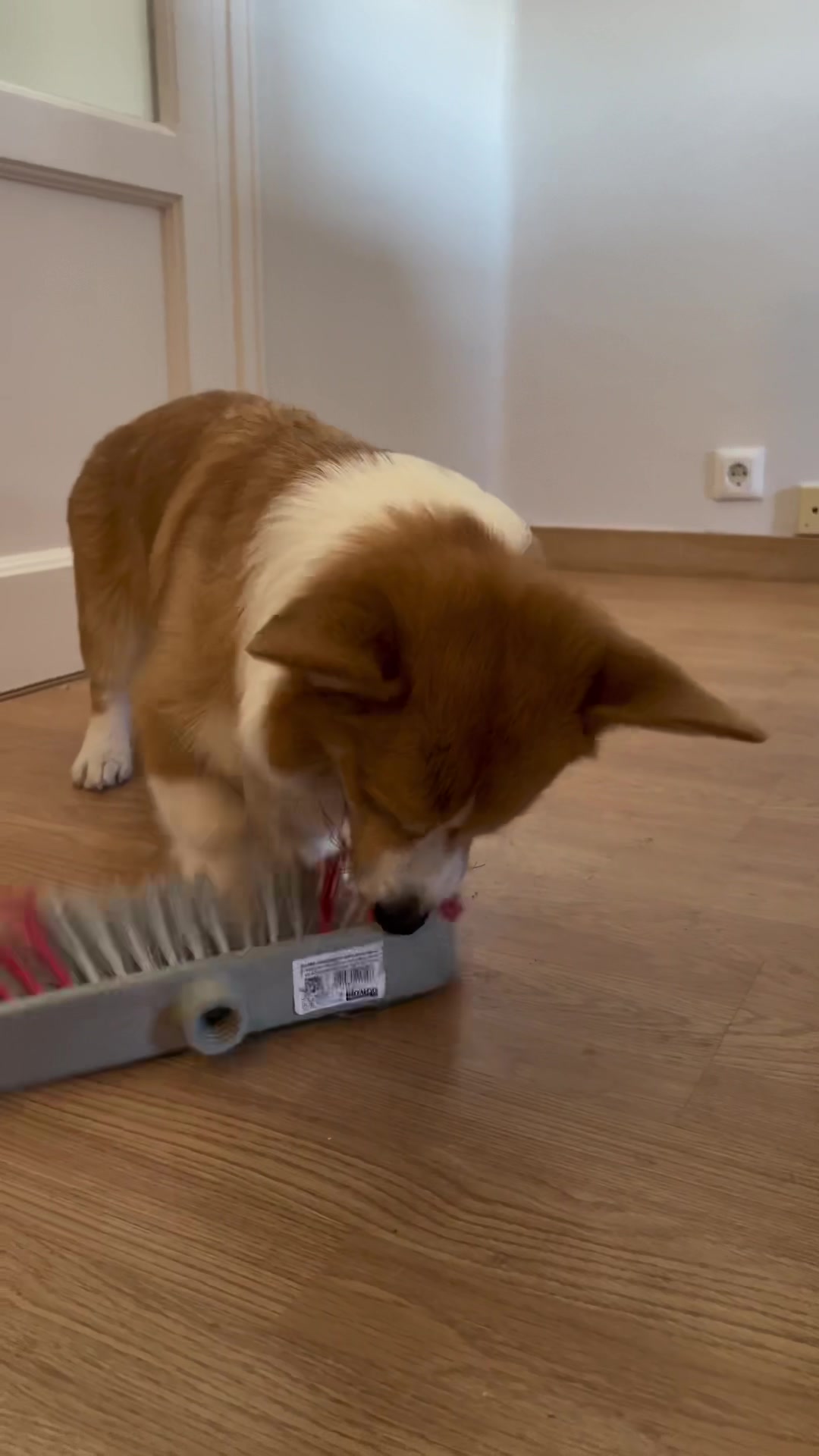 @Monty the Pembroke Welsh Corgi