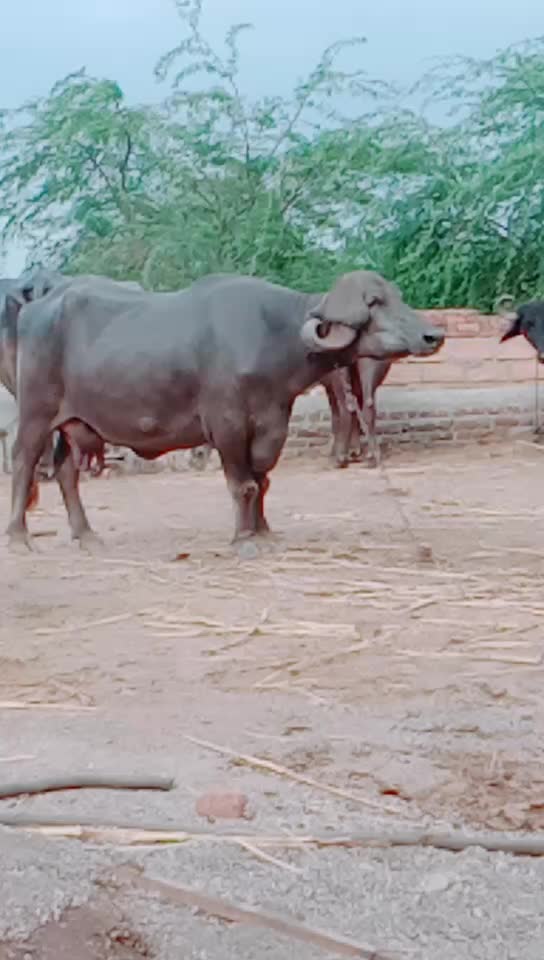 @કેશુભાઈ વાધેલા