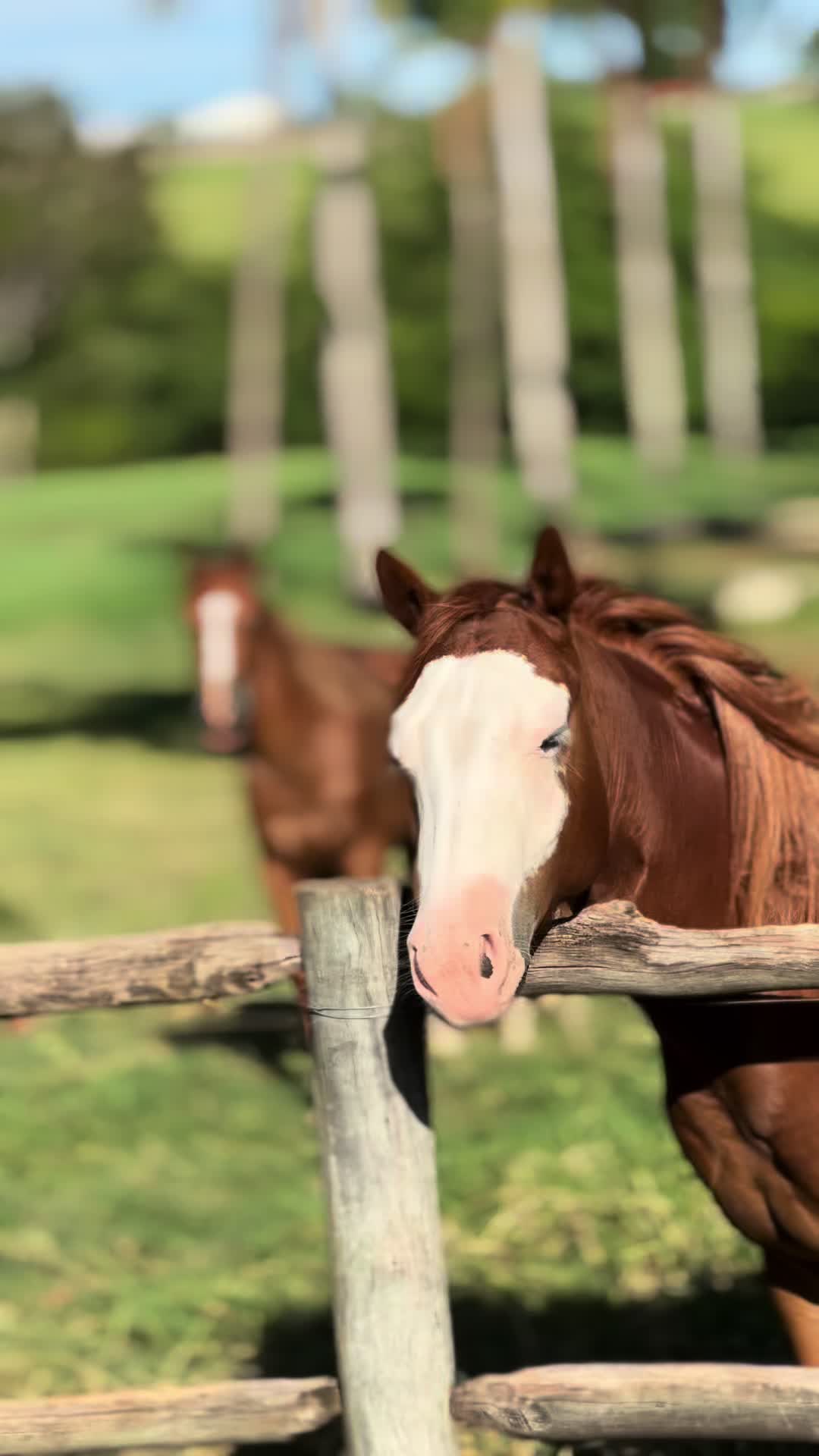 @PRIME HORSE