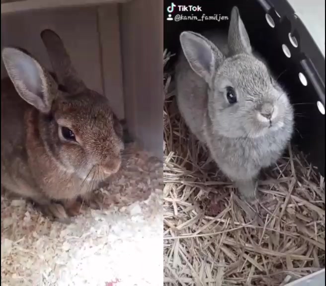 @The_Bunny_Family__