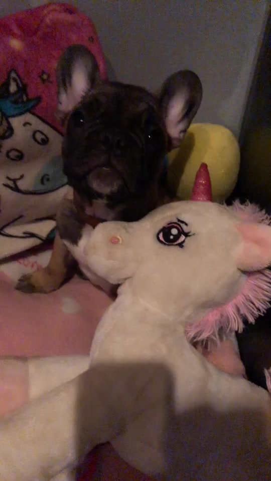 @Frenchbulldog_Zora