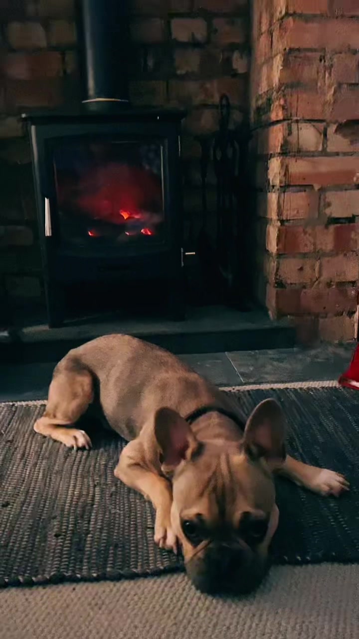 @BarryTheFrenchie