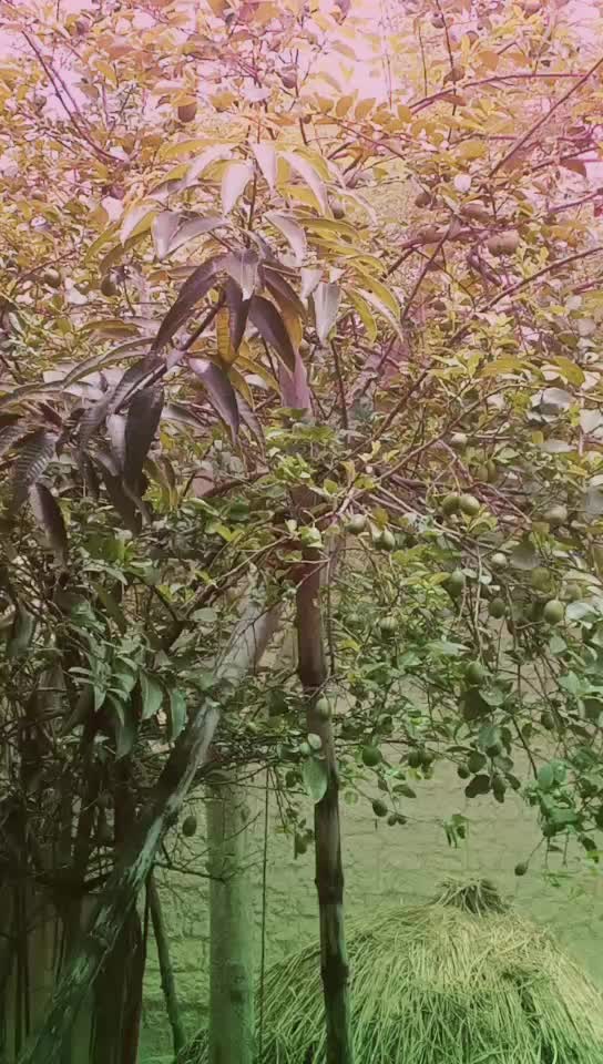 @Salu Khatun