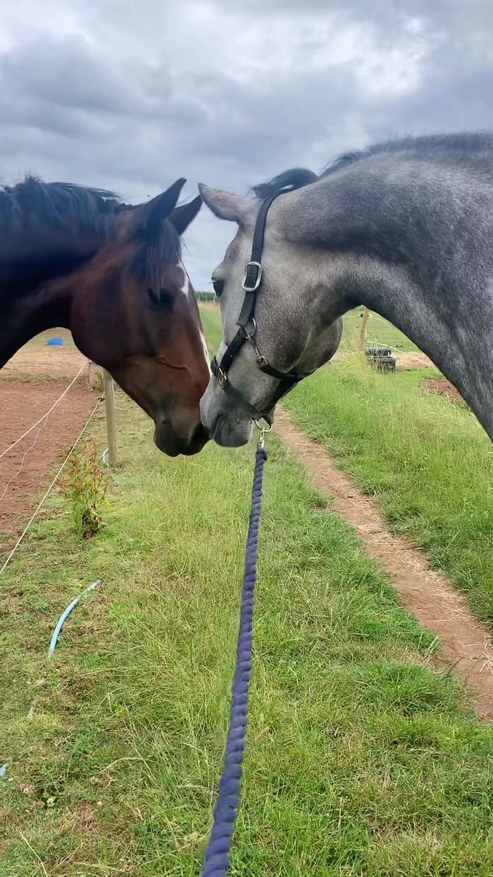 @cedequestrian