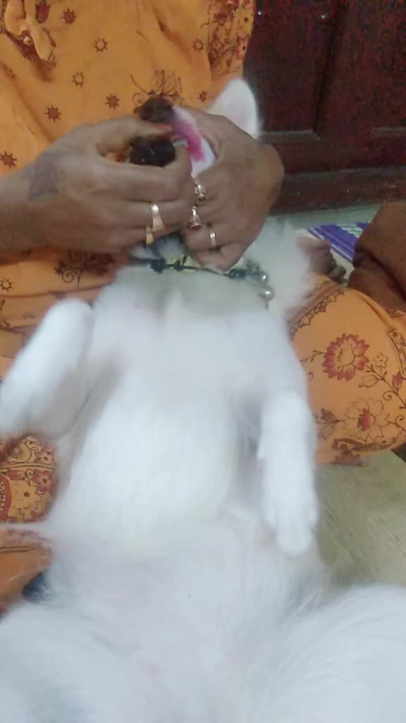 @mahalakshmivelan