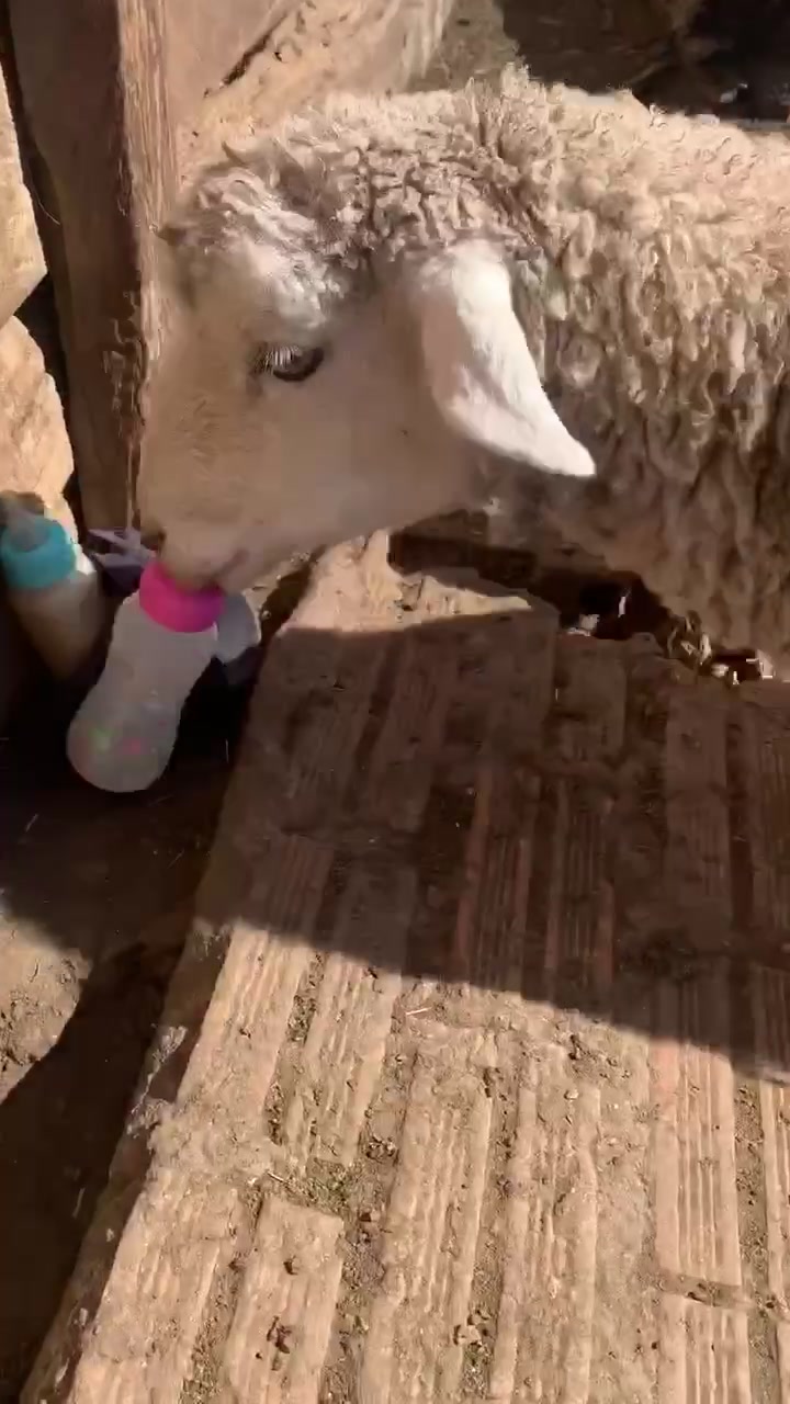 @Damaris