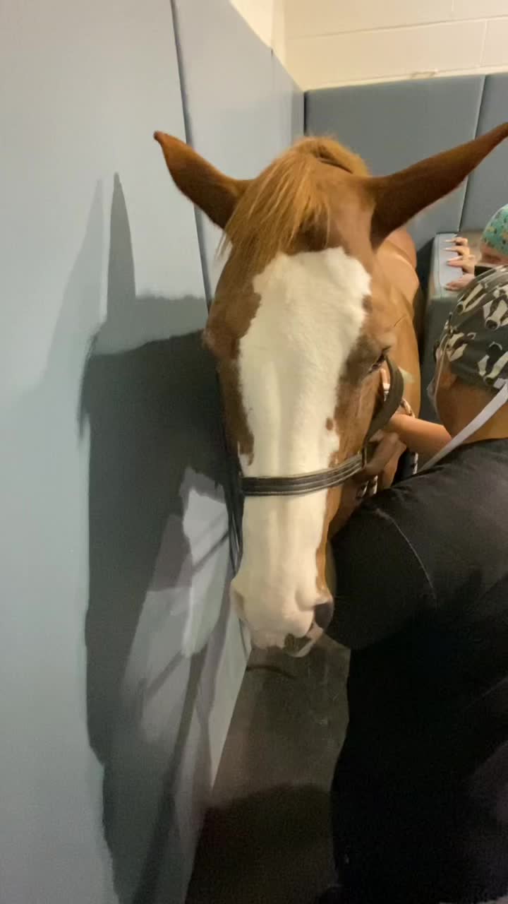 @EquineSurgeryOntario