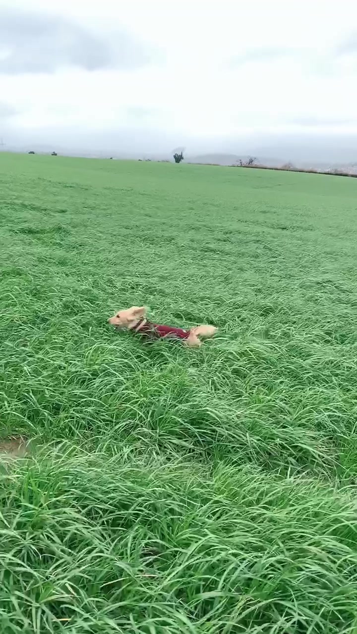 @Zarathesausage