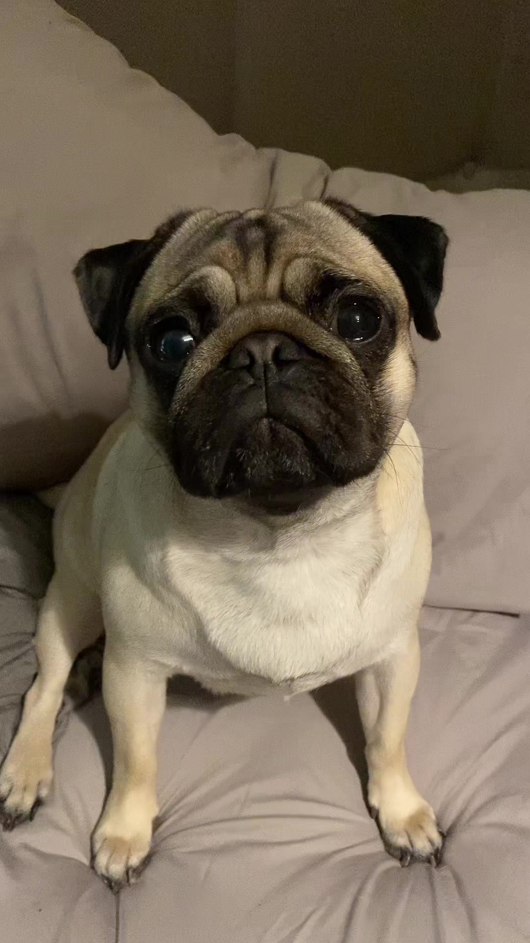 @Moka_lapug