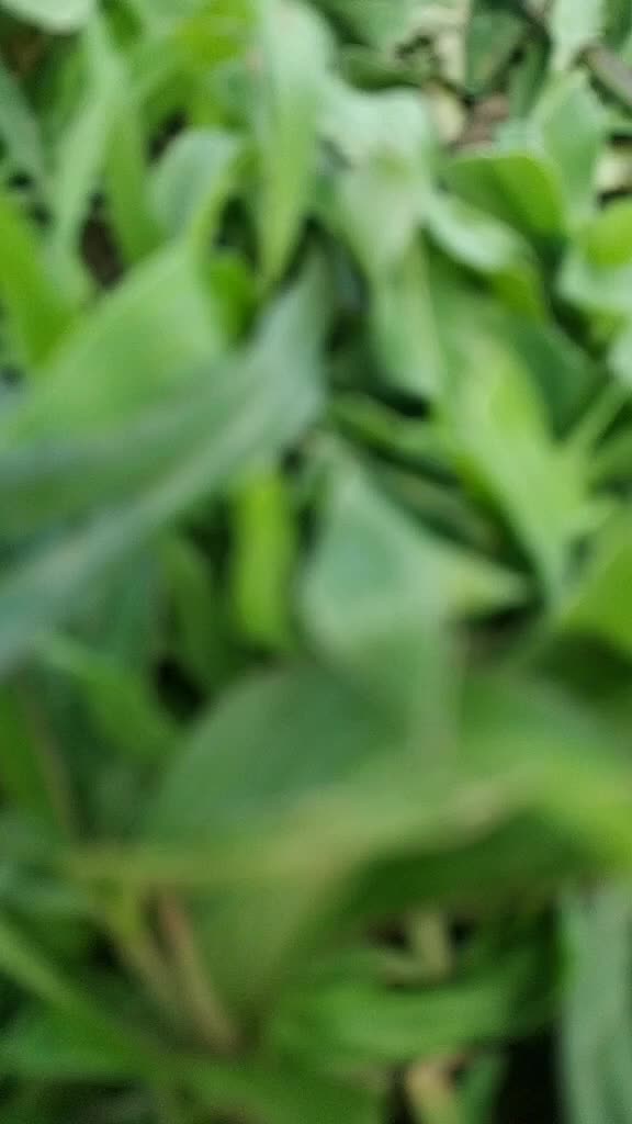 @बाबा भाई मित्र मंडळ