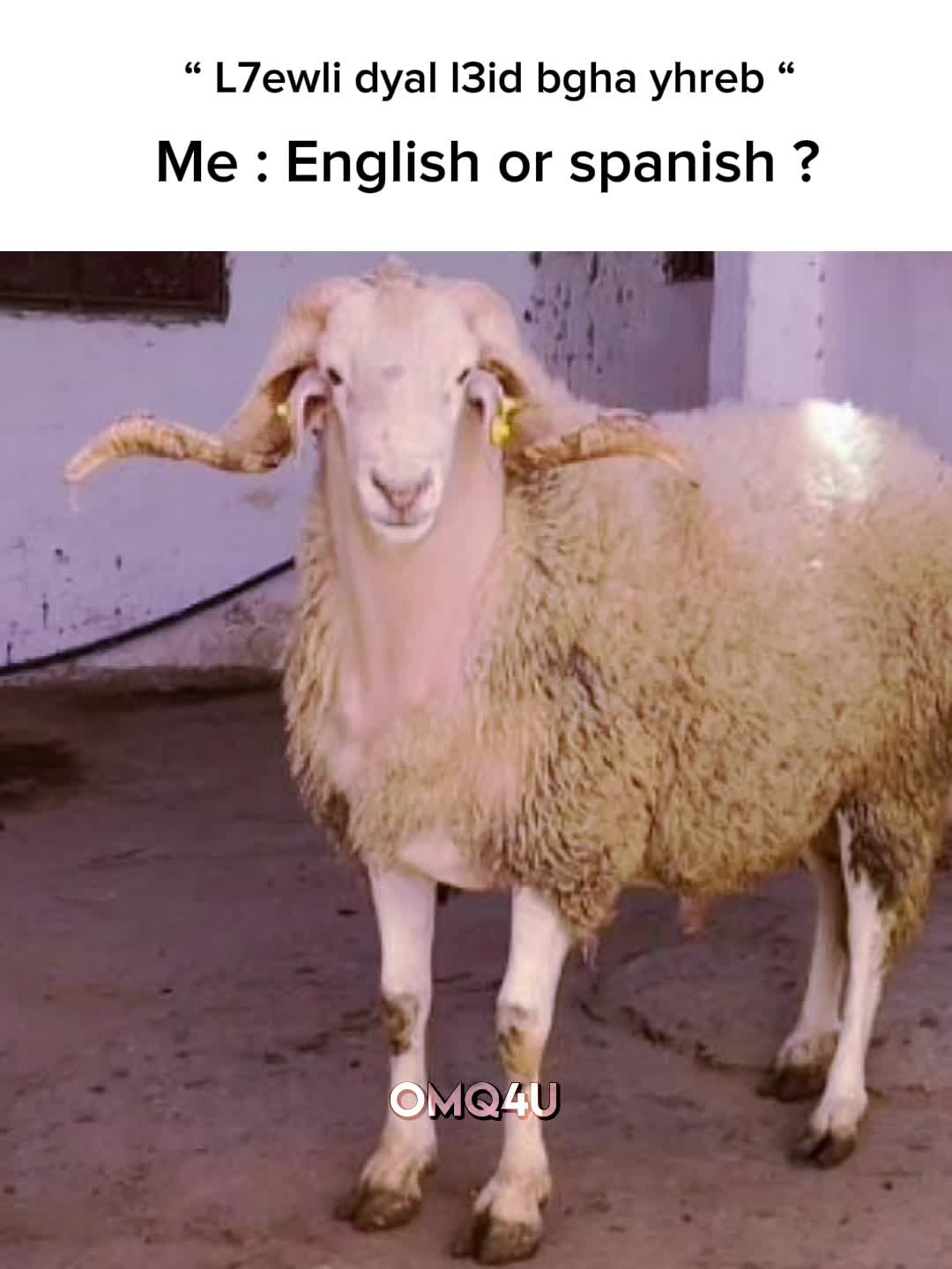 @Omq4u 🇲🇦