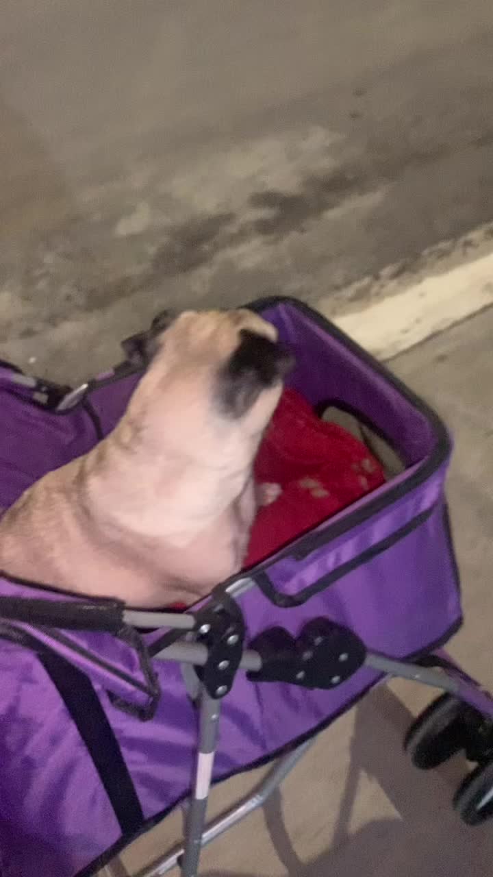 @En Memoria de Ninna Pug