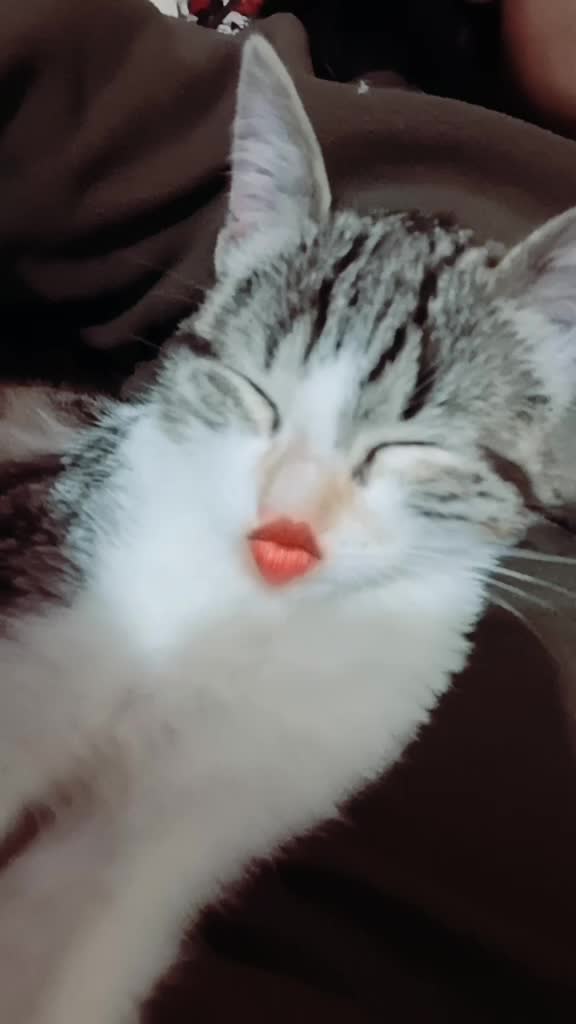 @CookieCats