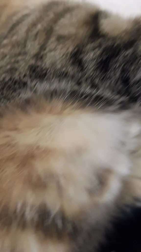 @&hearts;️Priss_Miau_lalocadelosgatos