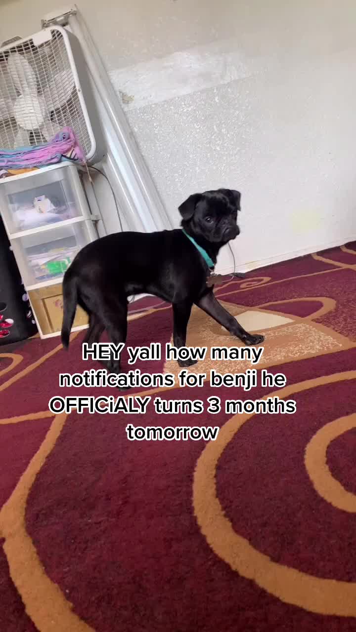 @Benji The Pug