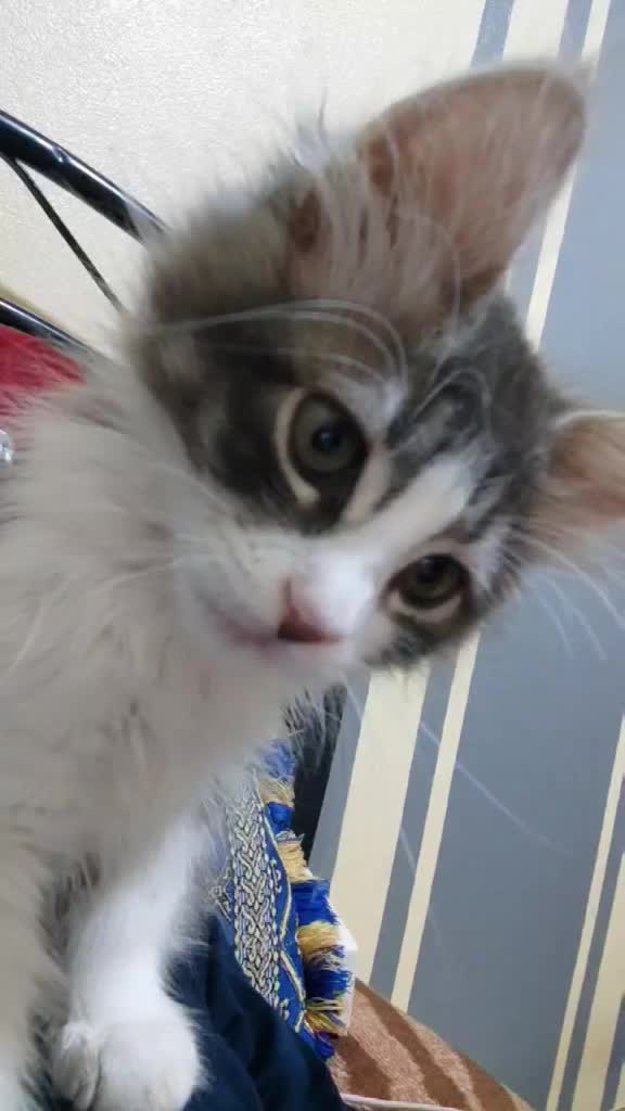 @Lola cat