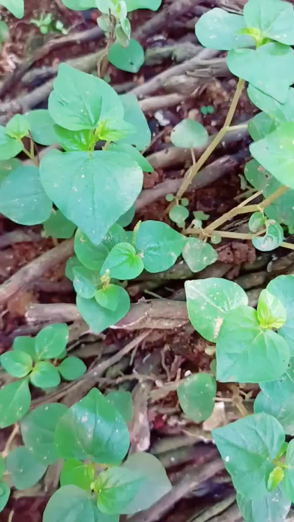 @vijunpriya_2019