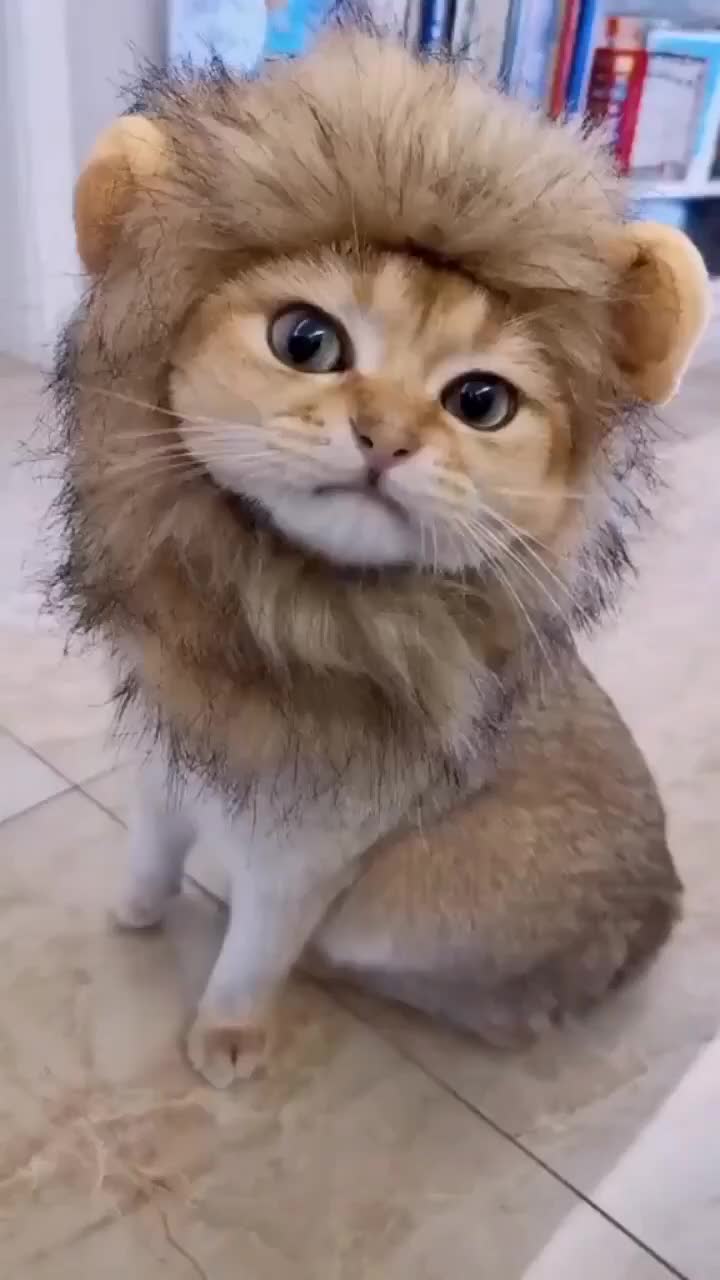 @Rich.id Petshop