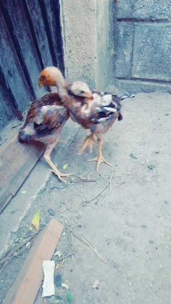 @Sekaraia E Vimal